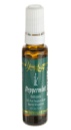 Peppermint Essential Oil.doc